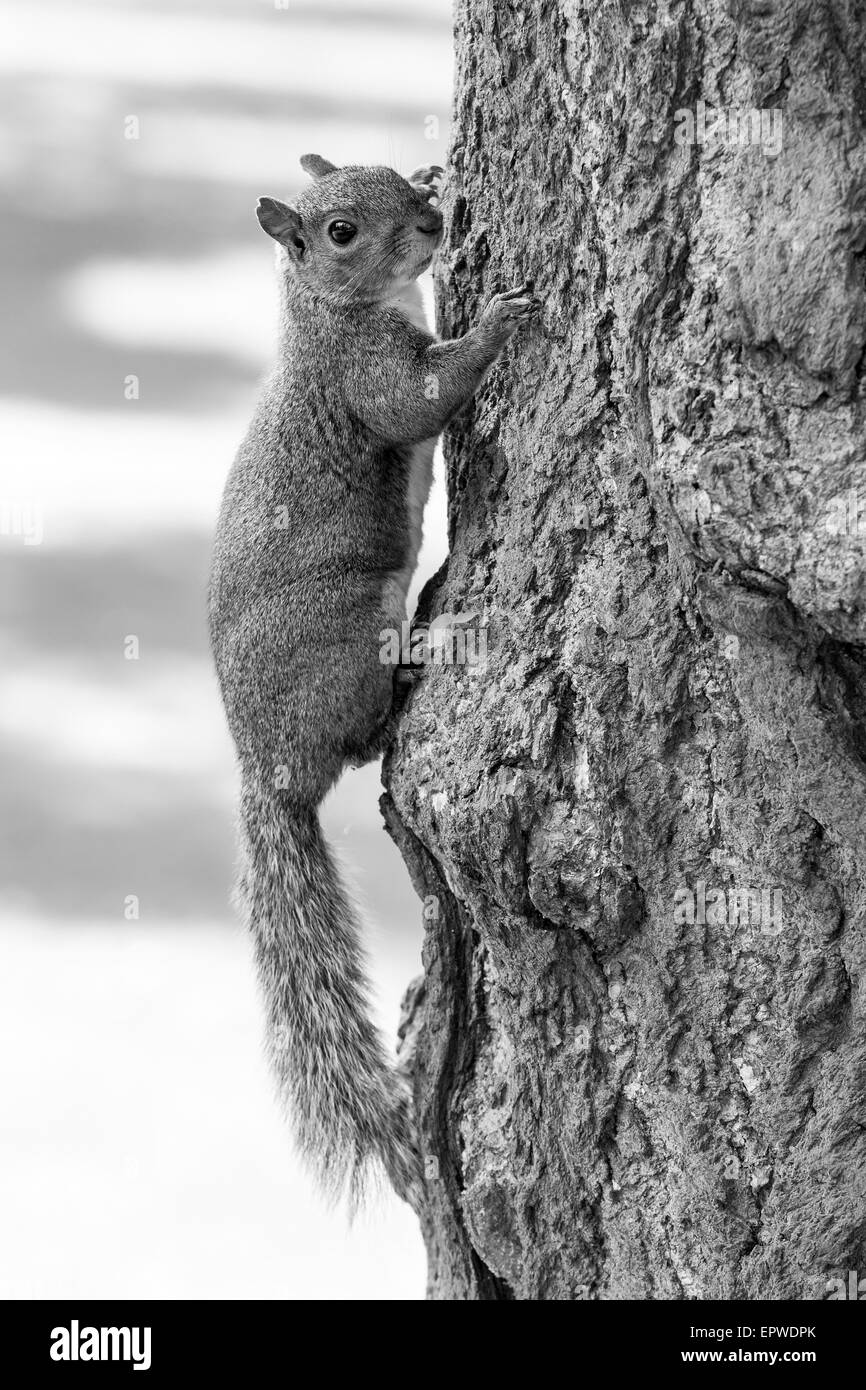 Grey Squirrel. Sciurus carolinensis (Rodentia Stock Photo Alamy