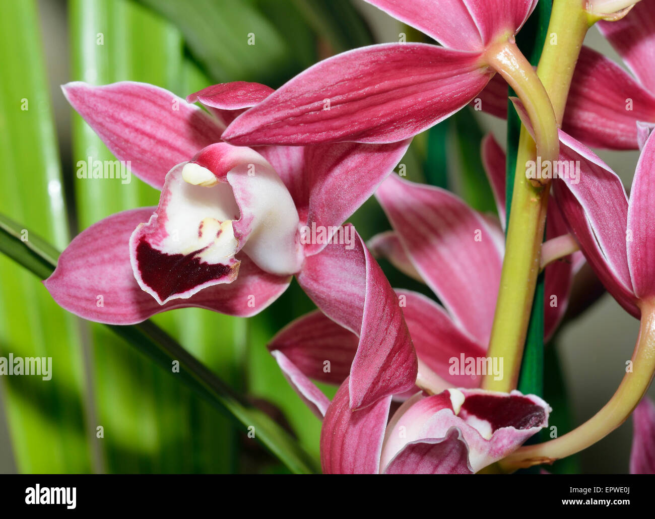 Red Cymbidium Hybrid Orchid Flower Stock Photo