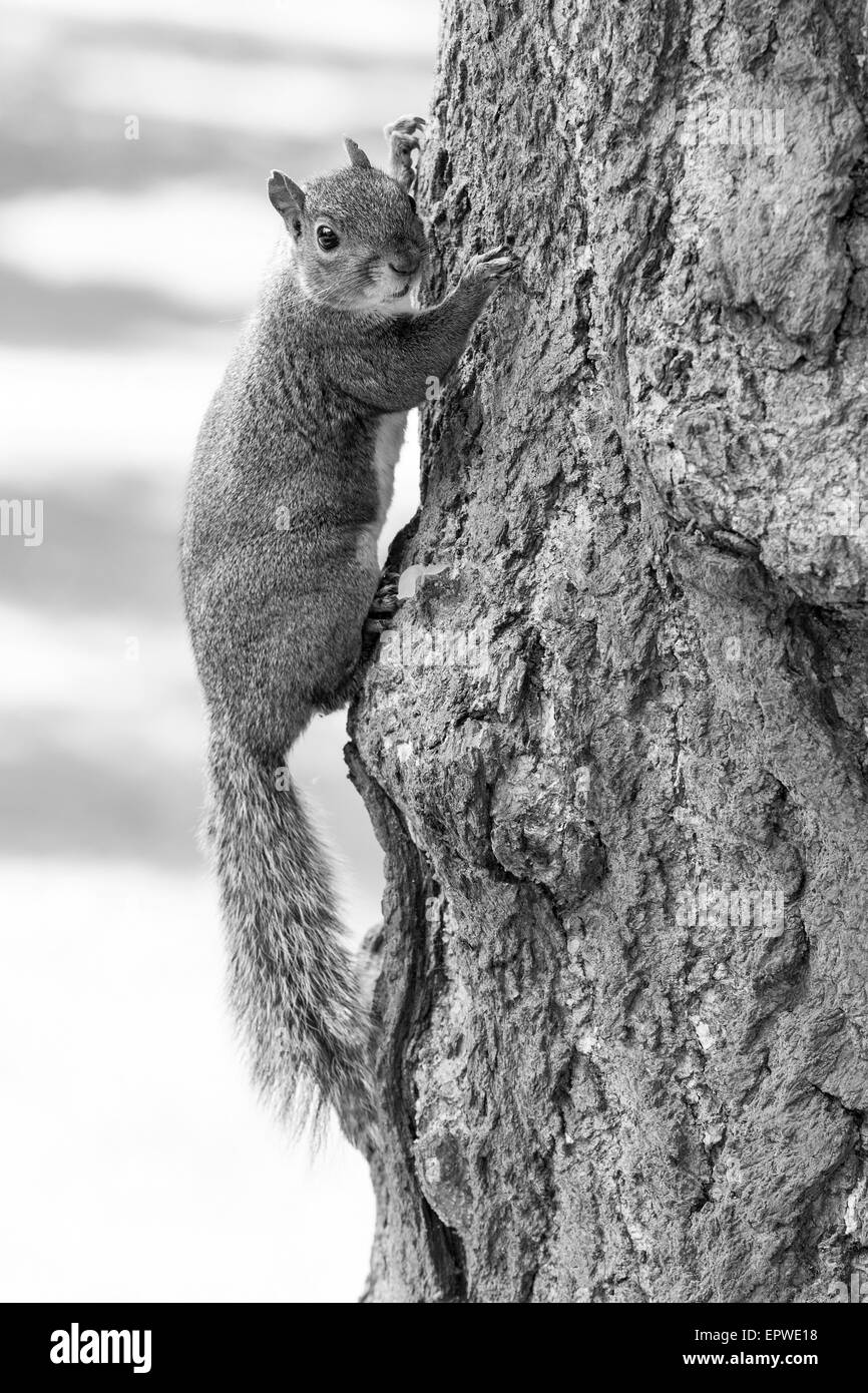 Grey Squirrel. Sciurus carolinensis (Rodentia Stock Photo Alamy