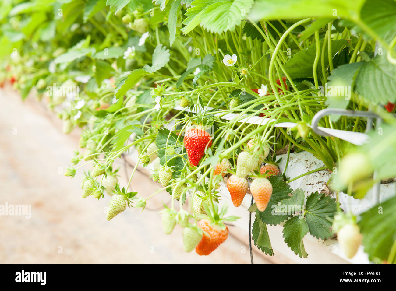culture in a greenhouse strawberry and strawberries Stock Photo - Alamy