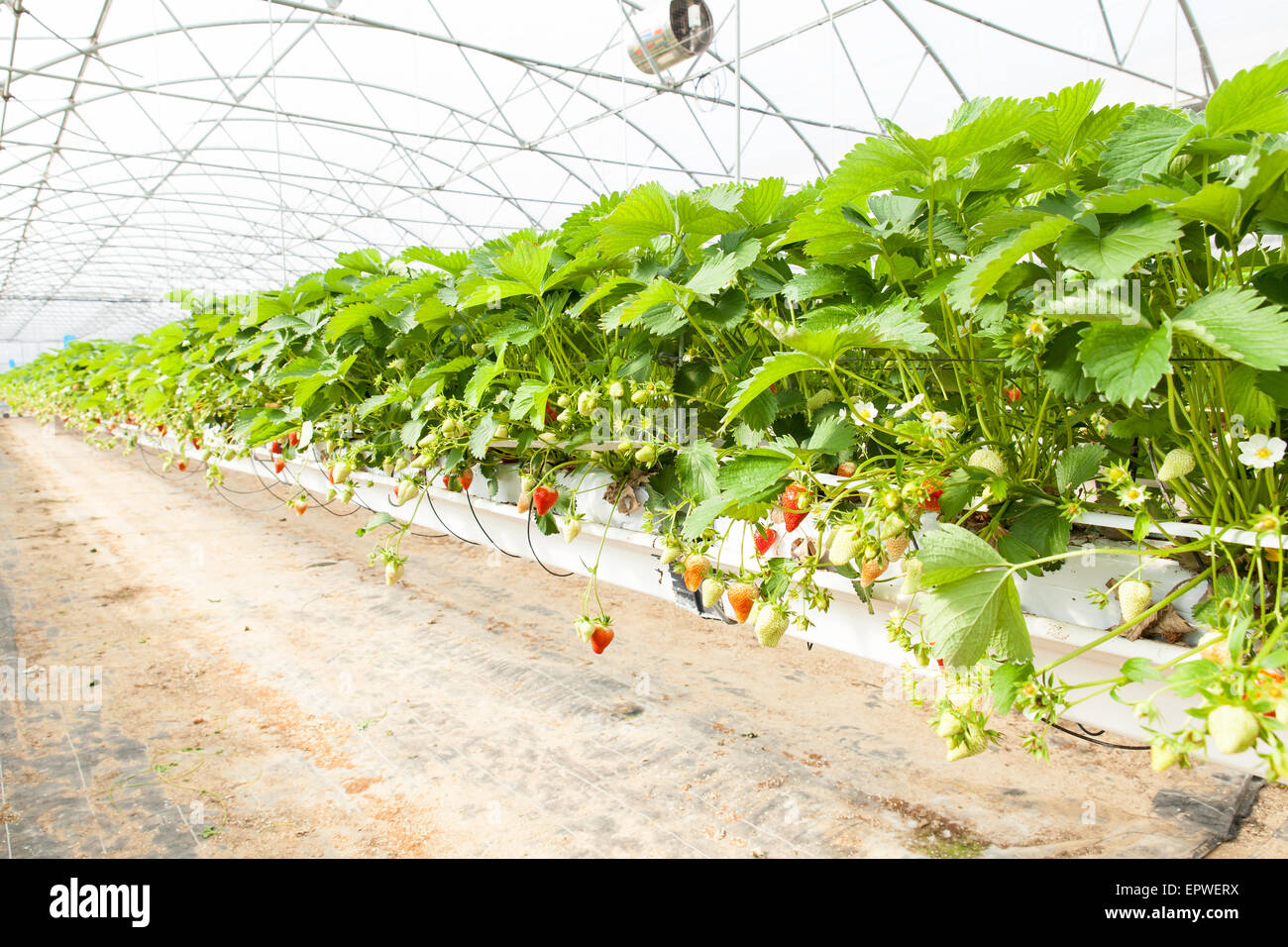 culture in a greenhouse strawberry and strawberries Stock Photo - Alamy