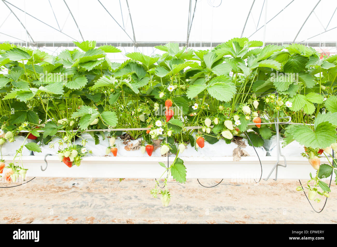 culture in a greenhouse strawberry and strawberries Stock Photo - Alamy