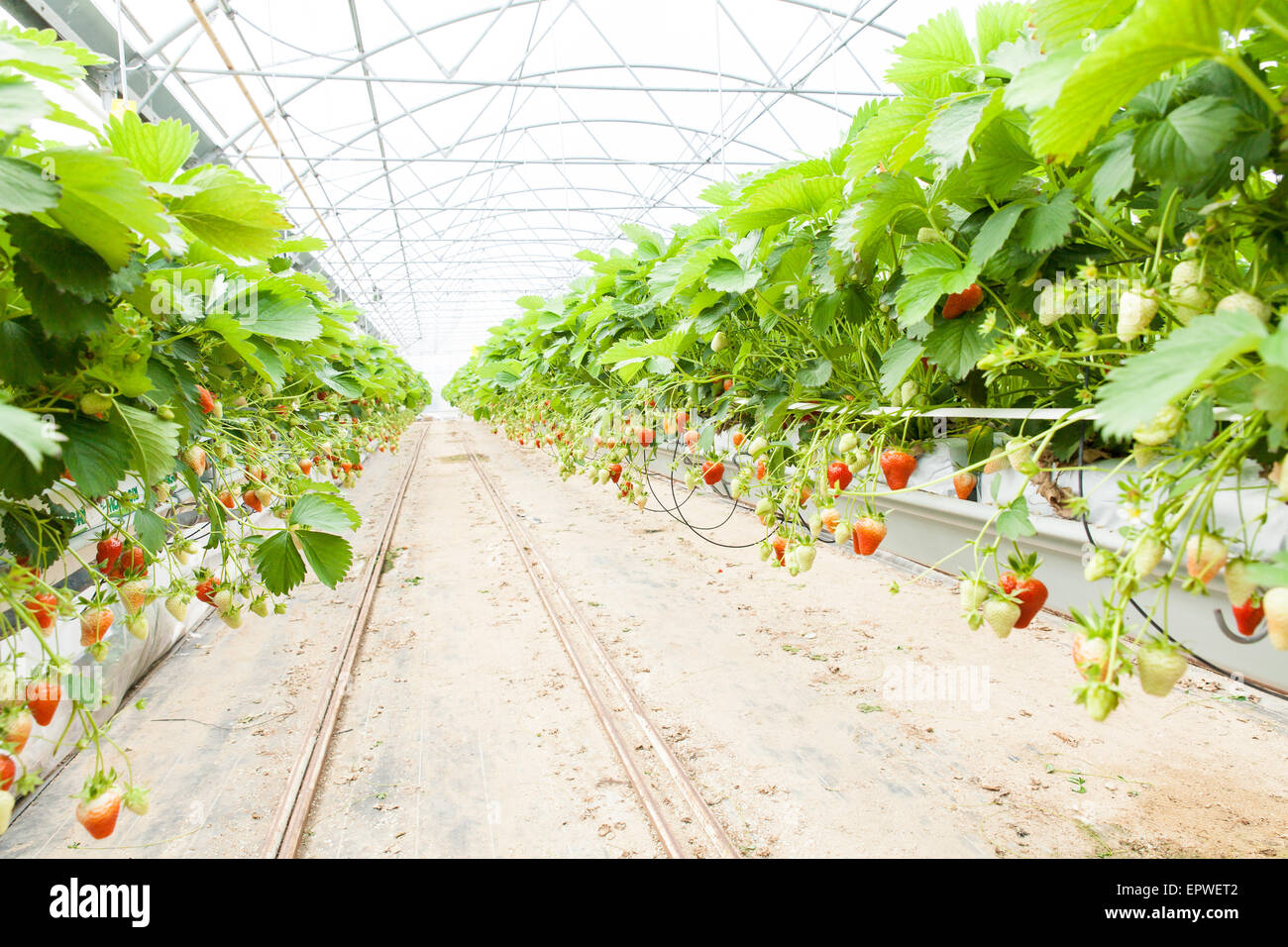 culture in a greenhouse strawberry and strawberries Stock Photo - Alamy