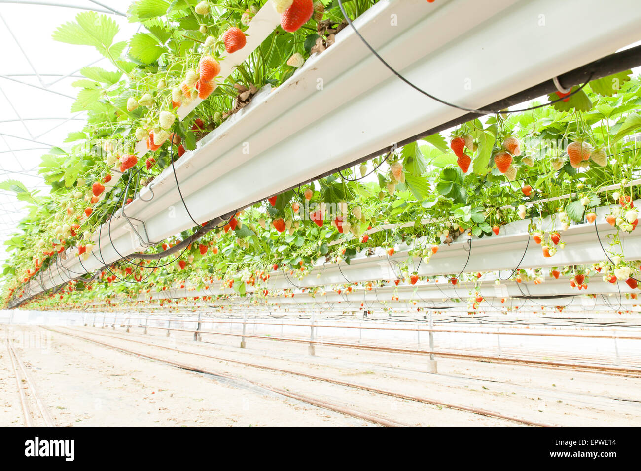culture in a greenhouse strawberry and strawberries Stock Photo - Alamy