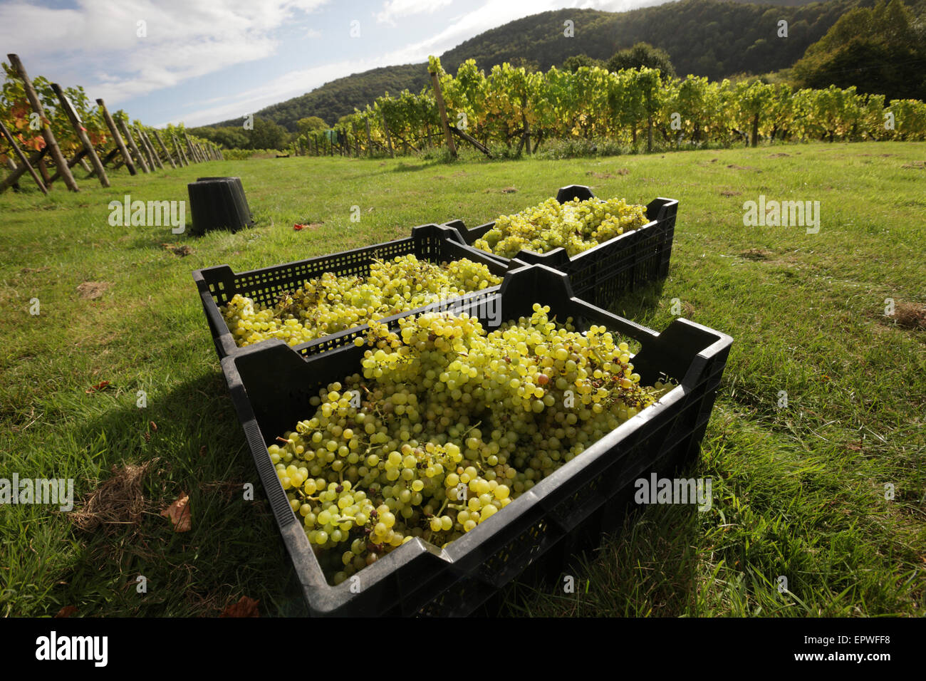 Welsh Wine. Award winning wines and sparkling wines from Parva Farm Vineyard, Tintern