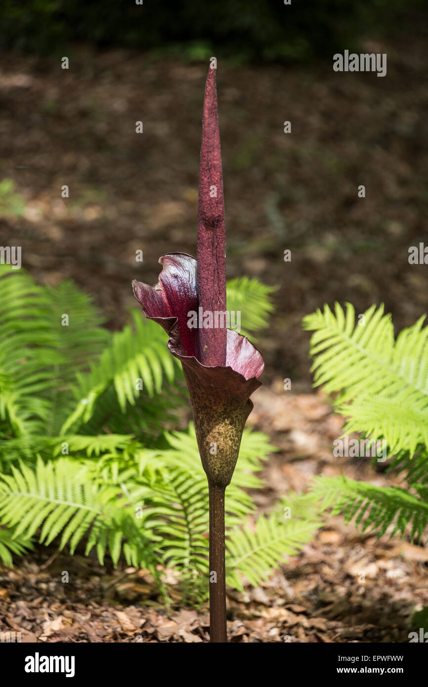Amorphophallus Konjac, South Carolina Botanical Gardens, Clemson, South Carolina, USA Stock Photo