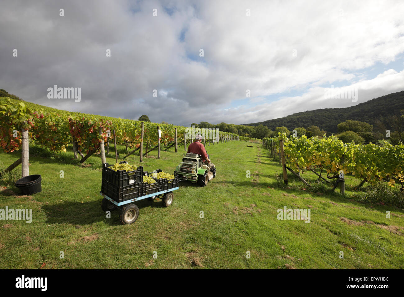 Welsh Wine. Award winning wines and sparkling wines from Parva Farm
