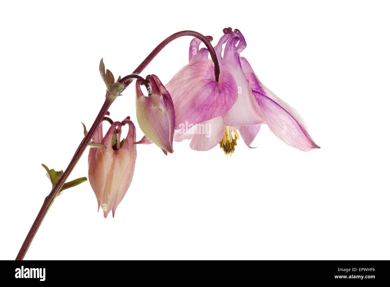 Aquilegia vulgaris, Columbine flower or Granny's Bonnet isolated, closeup Stock Photo
