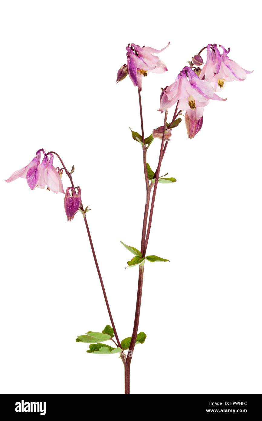 Aquilegia vulgaris, Columbine flower or Granny's Bonnet isolated Stock Photo