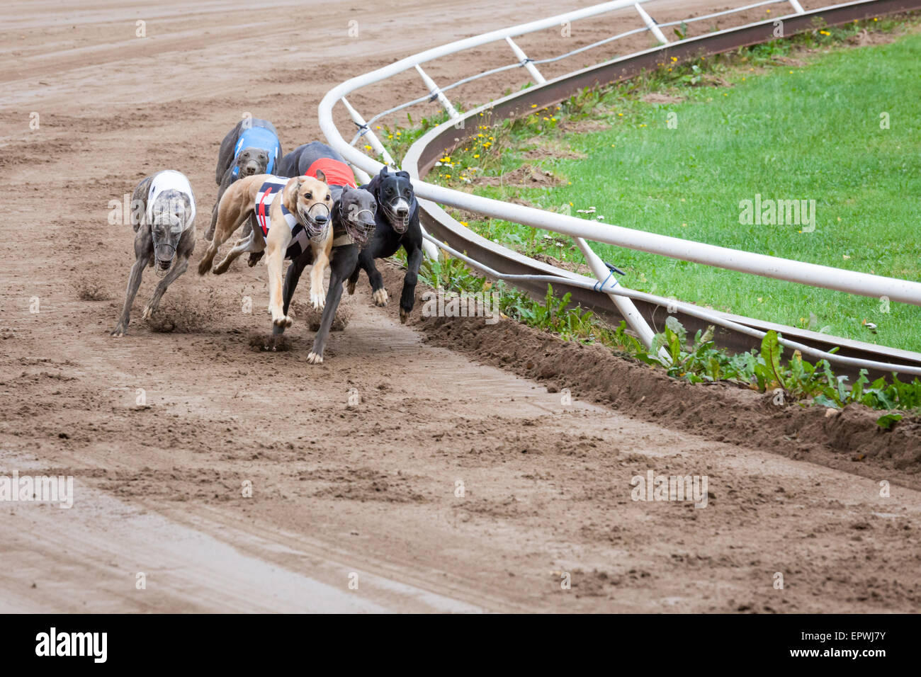 Greyhound dogs racing stock photo alamy