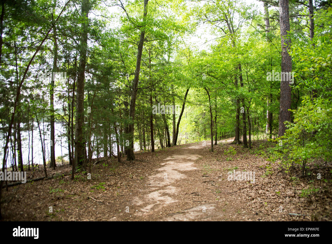 Forest walk, Mountain View Park, Hartwell Lake, Clemson, South Carolina, USA. Stock Photo