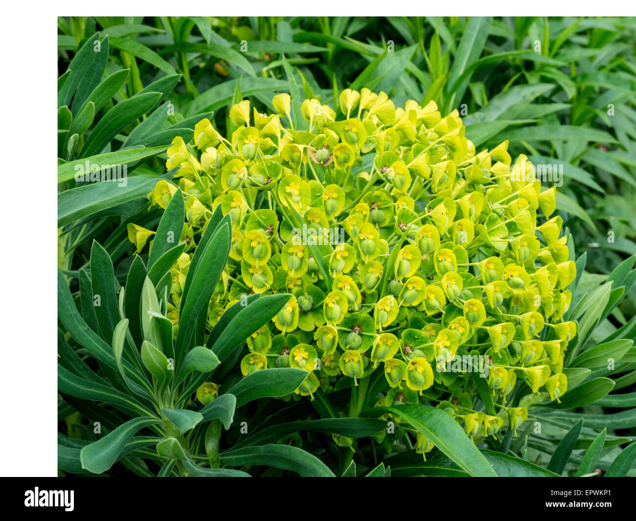 Euphorbia characias wulfenii flower head Stock Photo