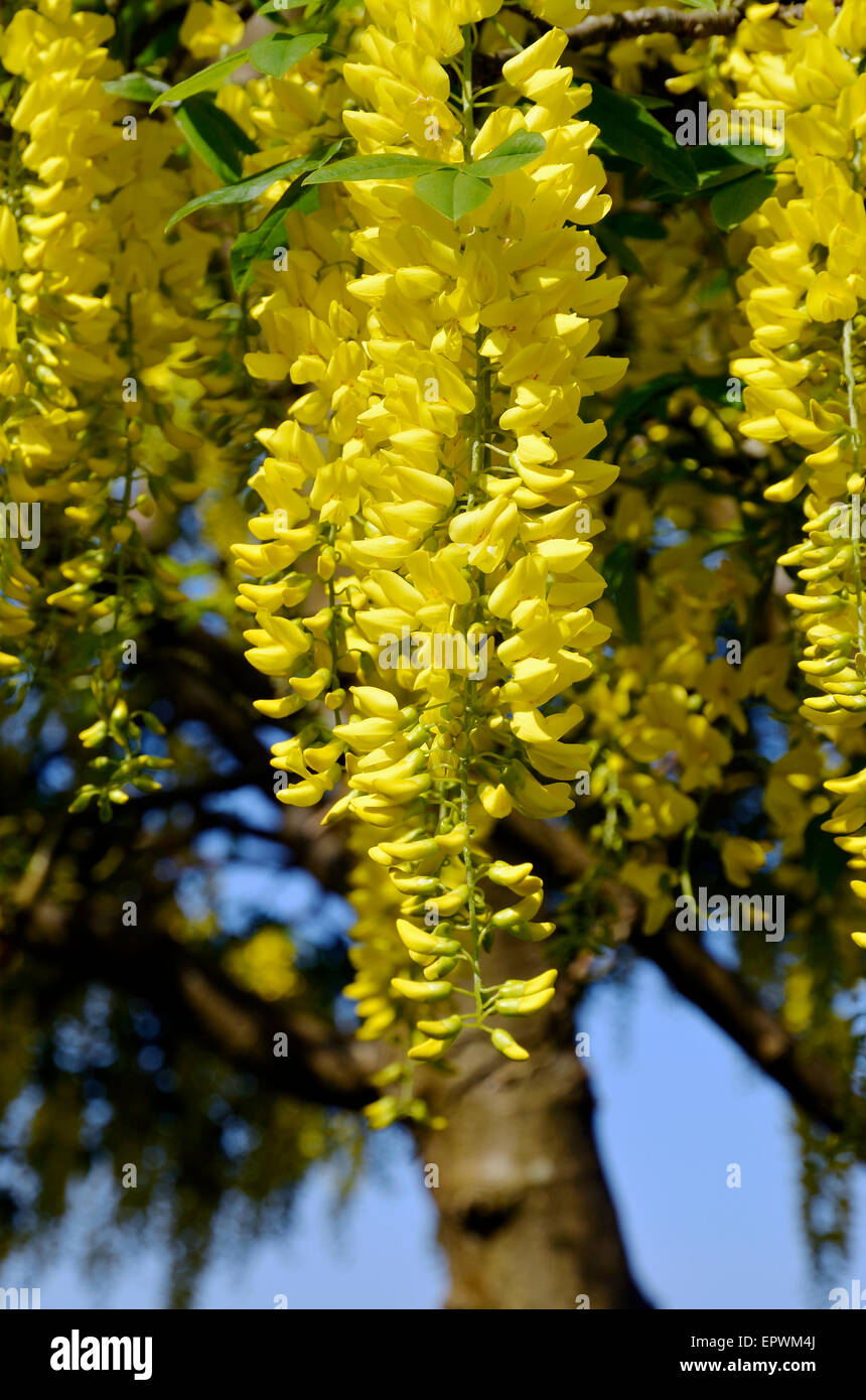 Bright yellow flowers of a Laburnum tree (often called Golden Chain/Rain), a common ornamental