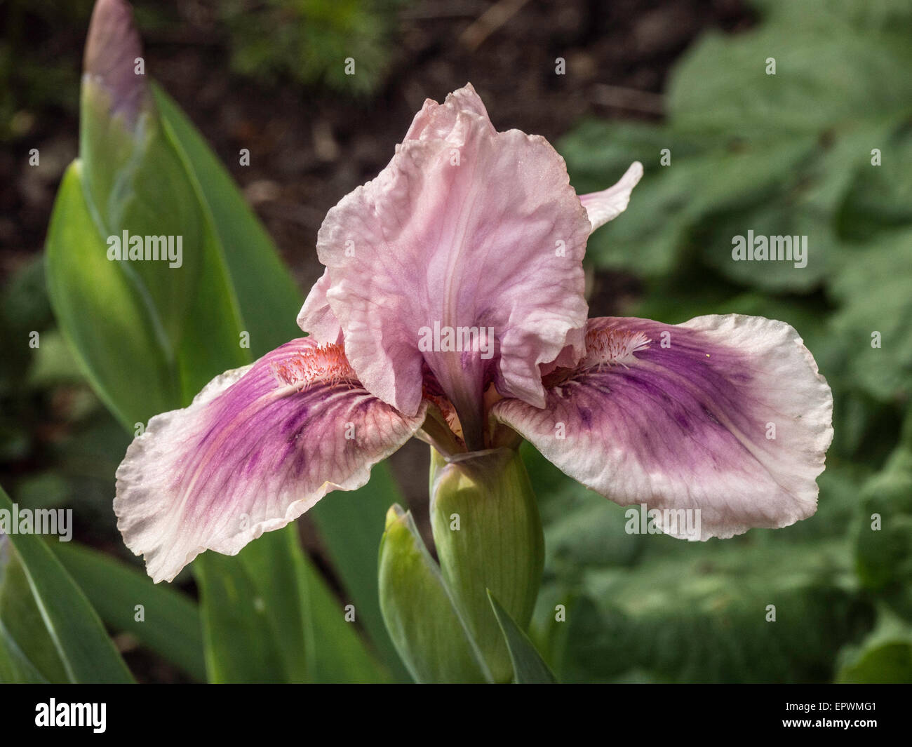 Iris 'Raspberry Blush' flower Stock Photo