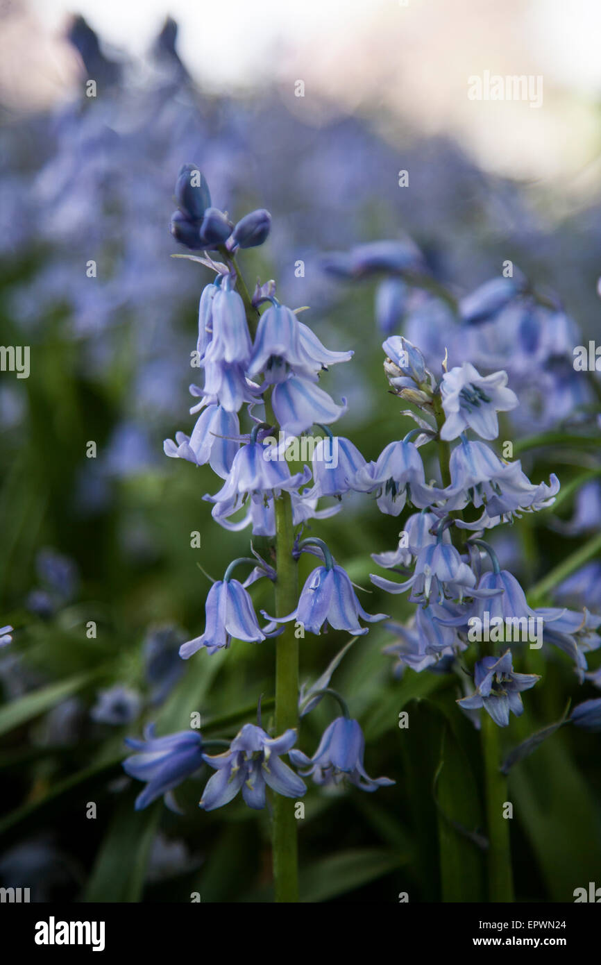bluebells in full bloom in an English country garden Stock Photo - Alamy