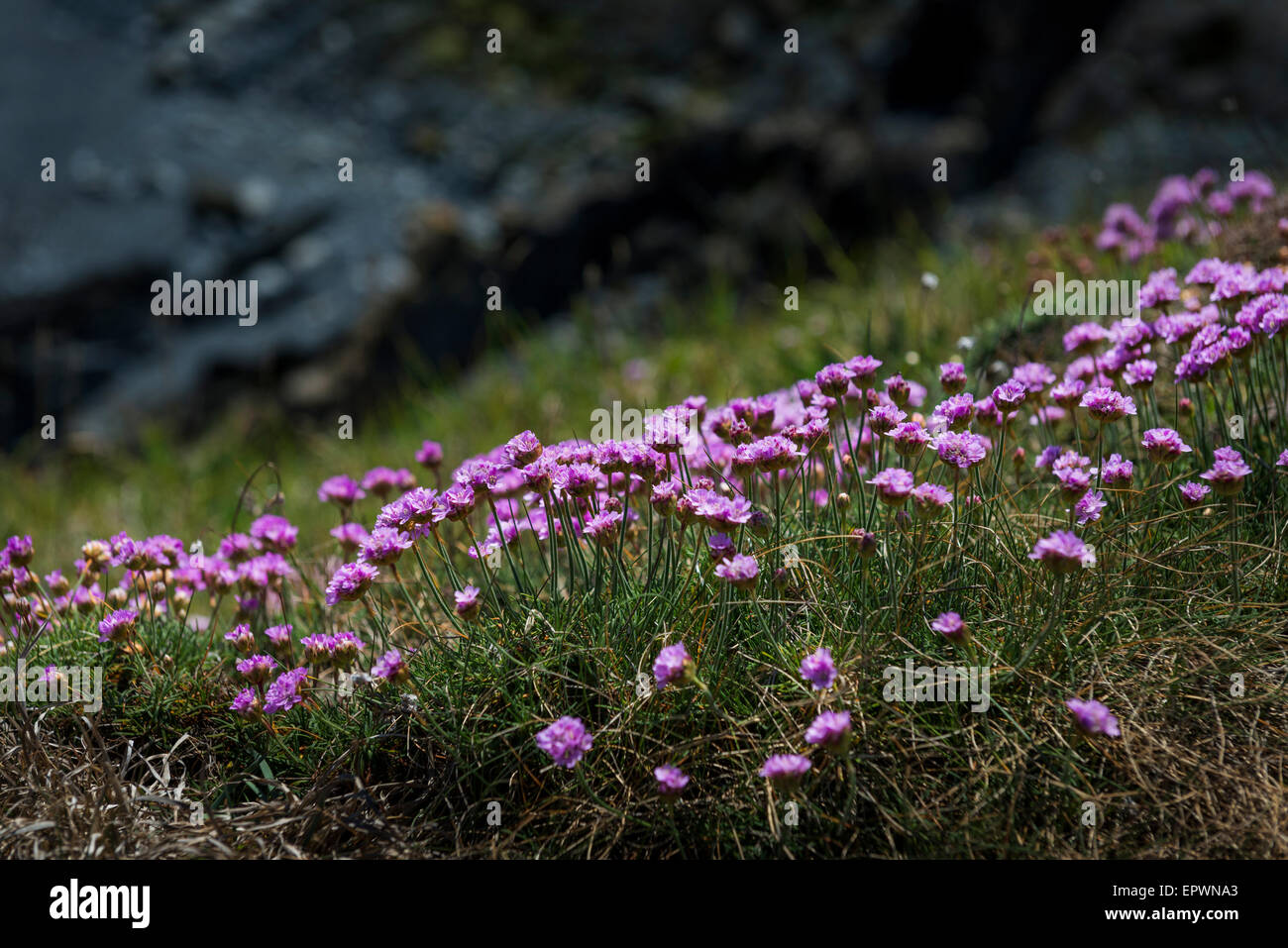 Edge flowers hires stock photography and images Alamy