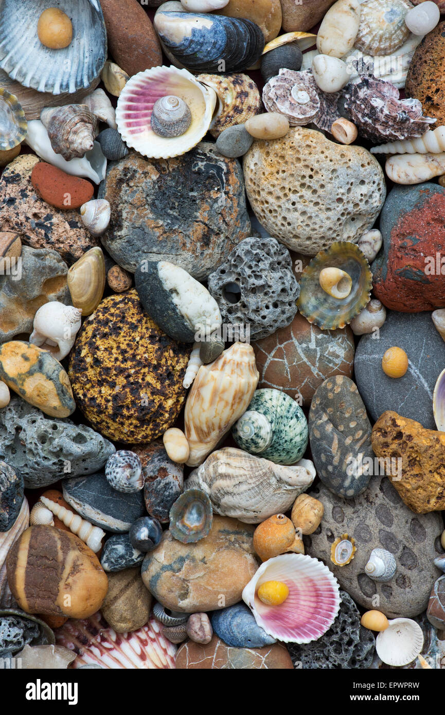 Pebbles and shells pattern from above. Stock Photo