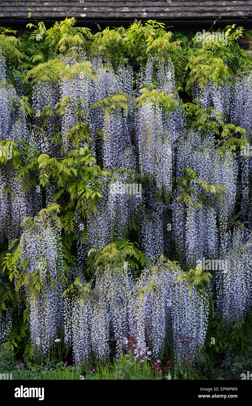 Cottage covered in Wisteria floribunda flowers in Adderbury