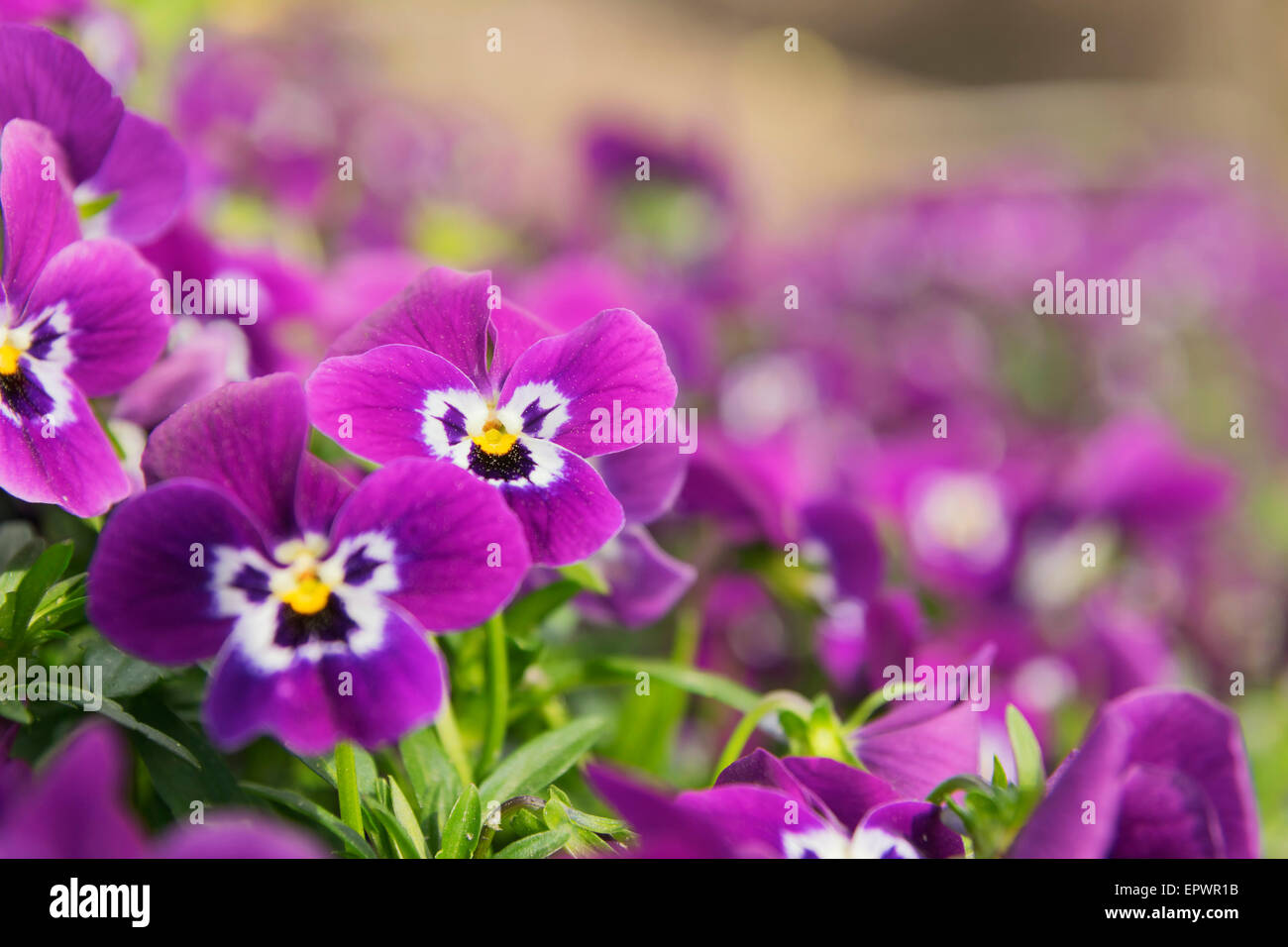 Image of several pansies in a flower bed Stock Photo