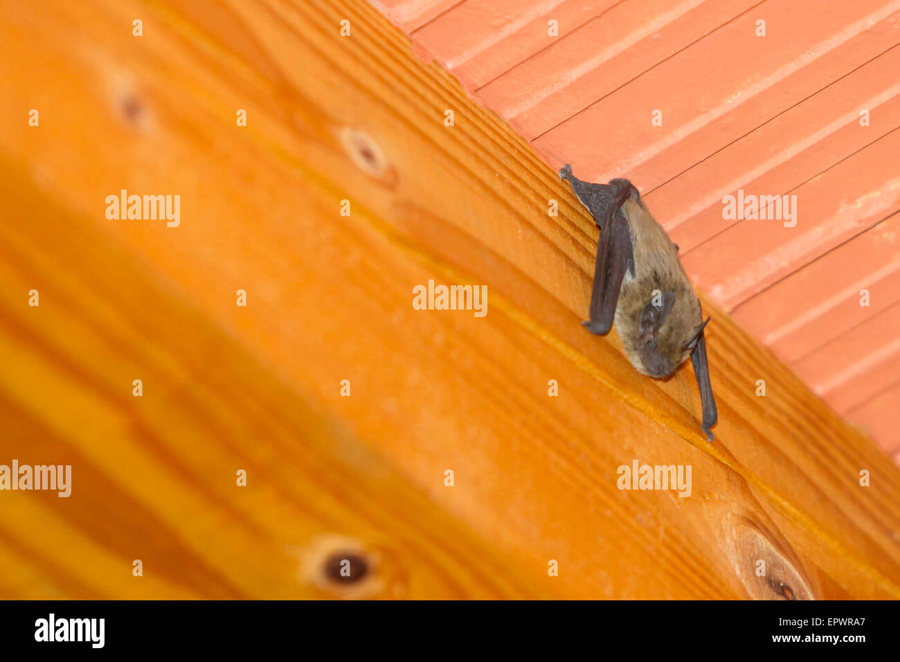 A close up of a bat hanging upside down on a wooden beam on the ceiling