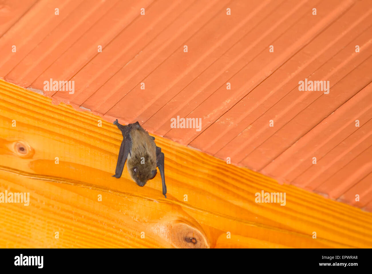 Bat house inside hires stock photography and images Alamy