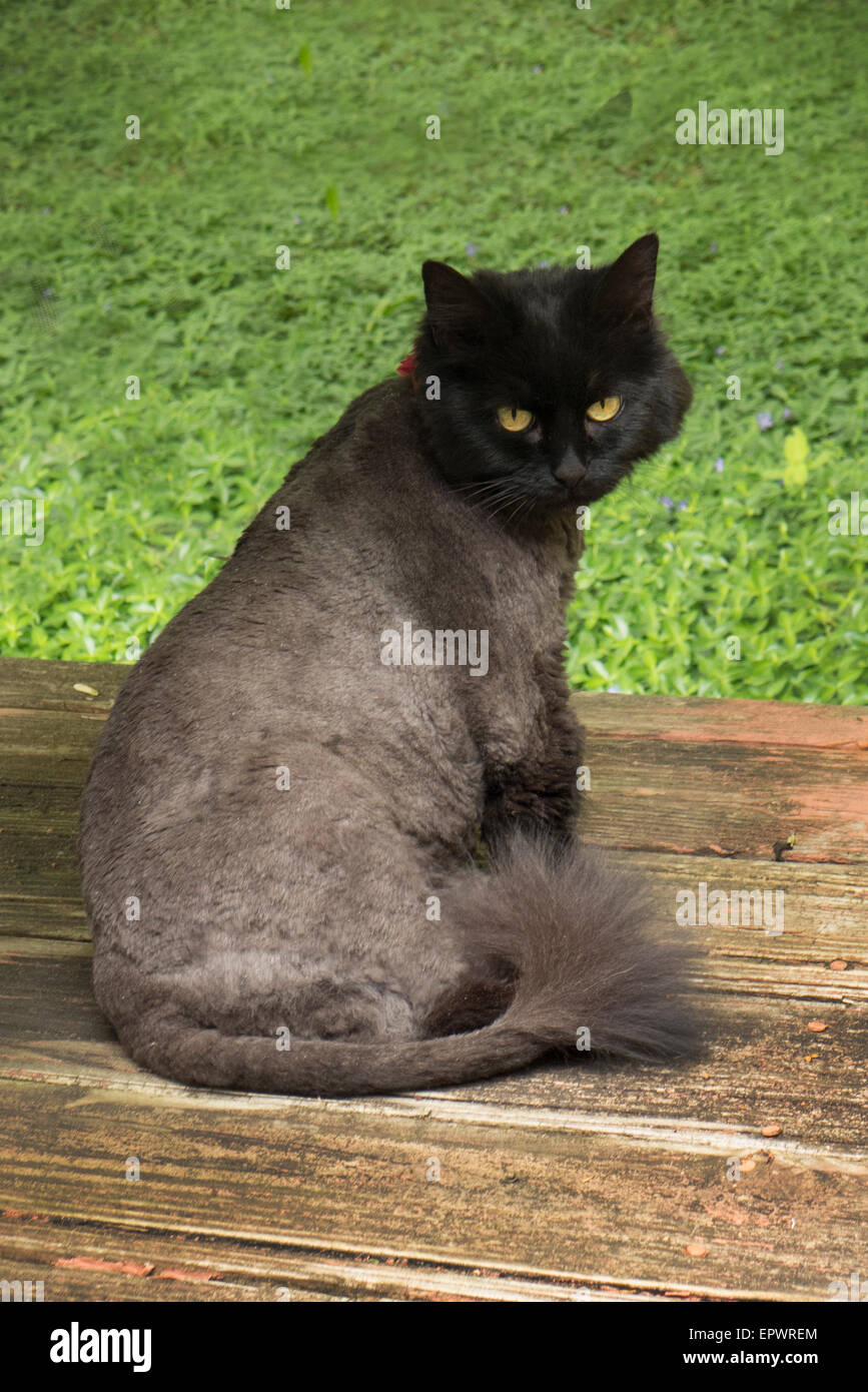 Long haired black cat trimmed Stock Photo Alamy