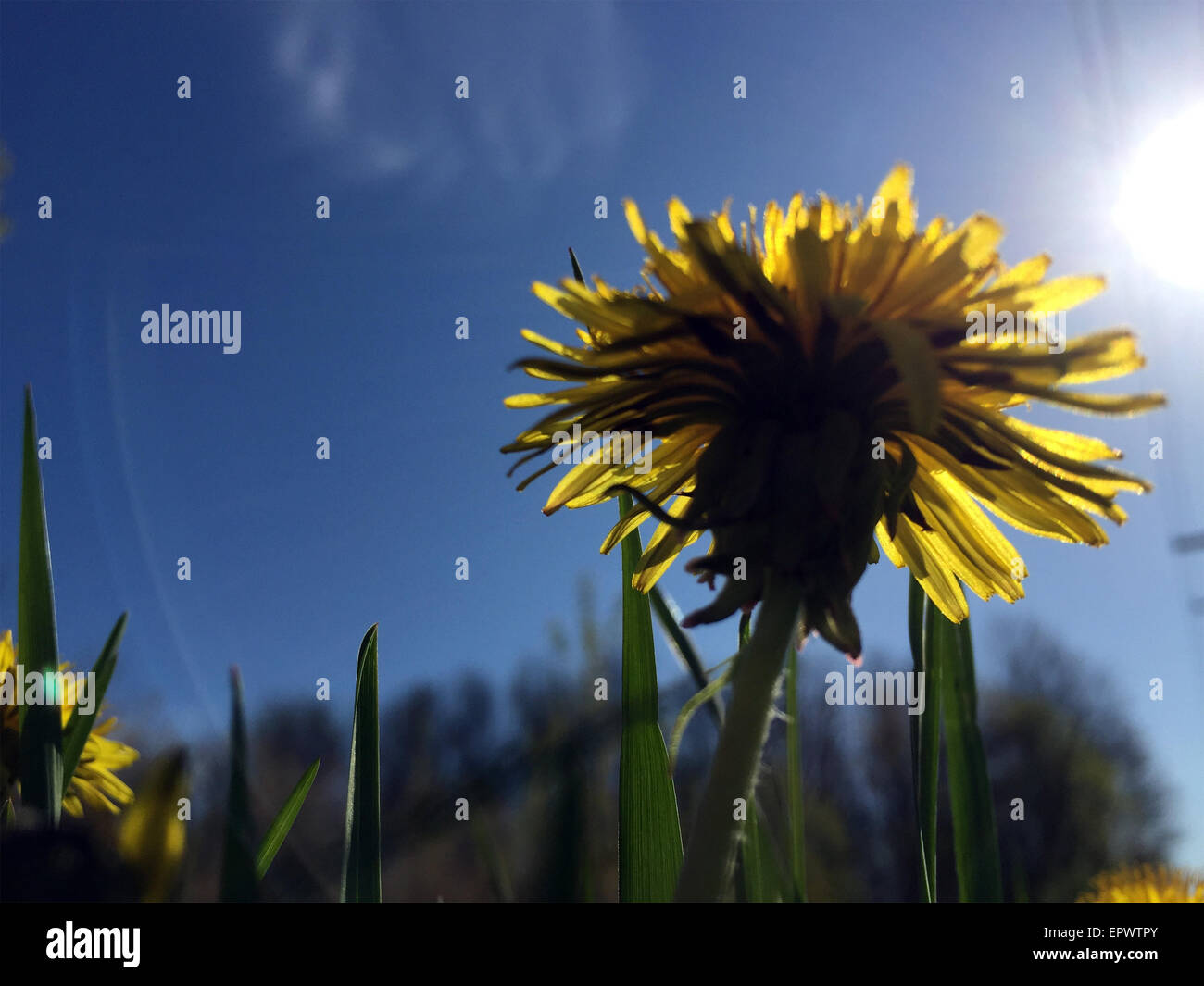 Dandelion close up Stock Photo Alamy