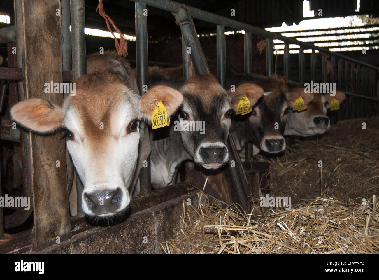 Four cows staring, taken in Devonshire, UK. Stock Photo