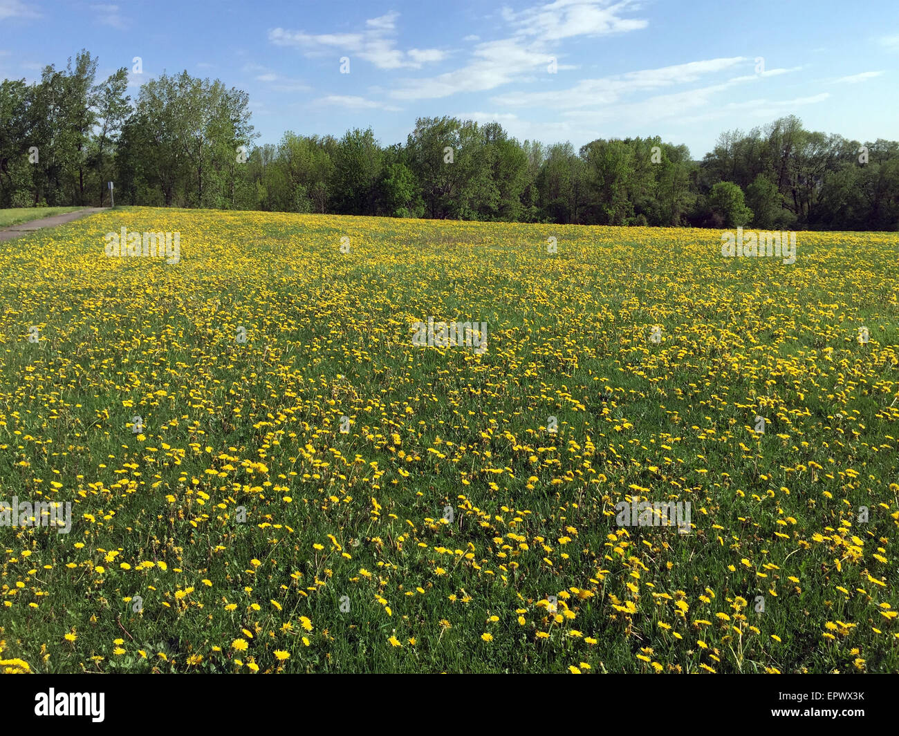 Field of dandelions Stock Photo - Alamy