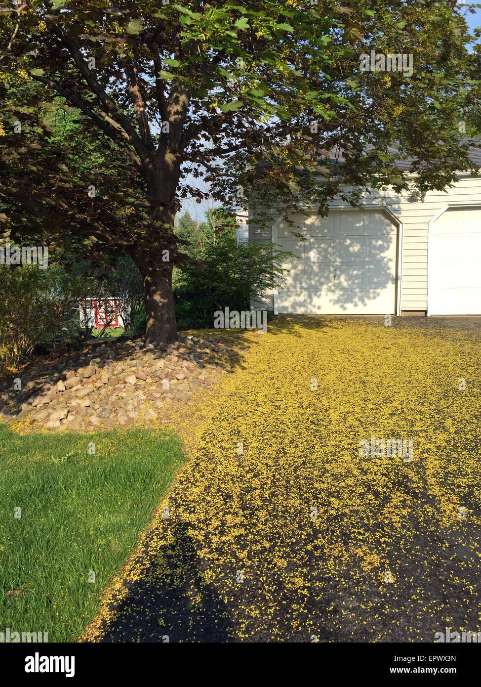 Driveway covered with yellow flowers. Stock Photo