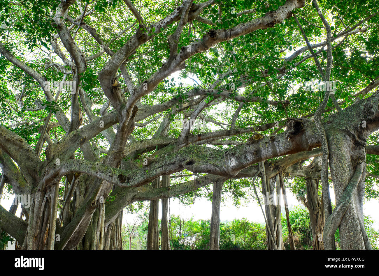 USA, Florida, Jupiter, Banyan trees Stock Photo Alamy