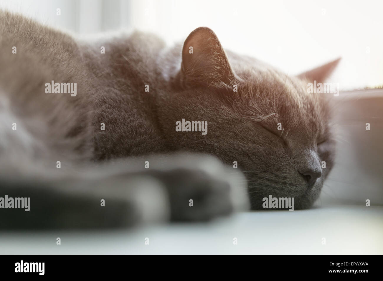 grey cat sleeping on the window Stock Photo
