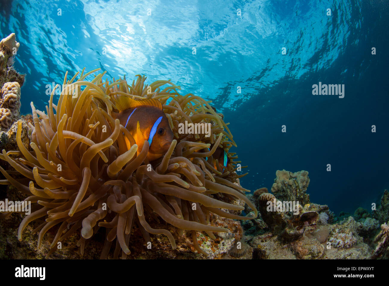 Anemone and Anemonefish, sun ball is in the background Stock Photo