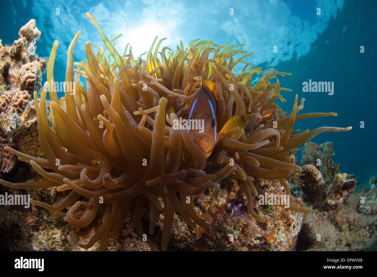 Anemone and Anemonefish, sun ball is in the background Stock Photo