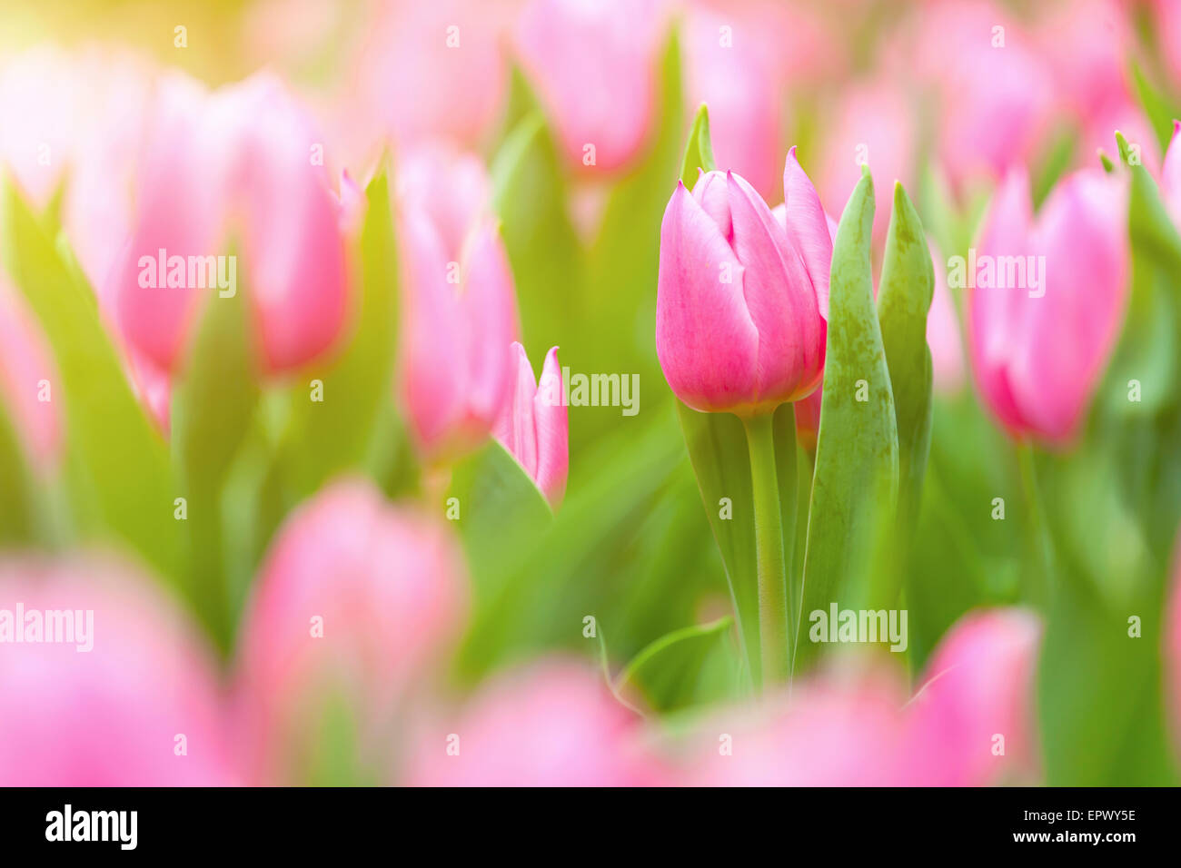 Tulips field under sunlight hi-res stock photography and images - Alamy