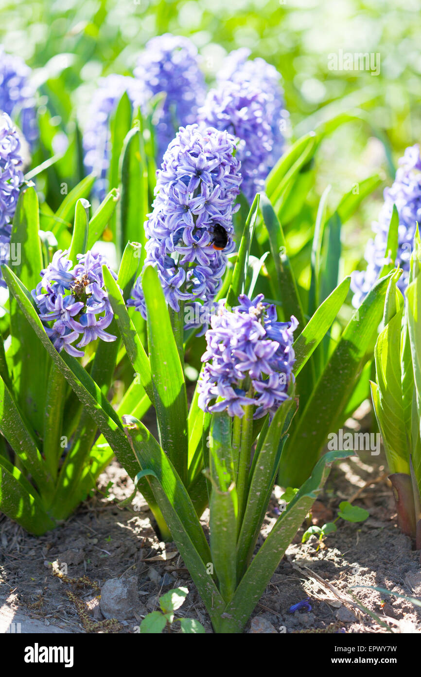 Field full with blue Hyacinths in Holland Stock Photo - Alamy