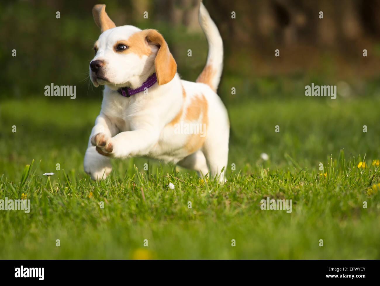 Cute beagle puppy running on grass. Stock Photo