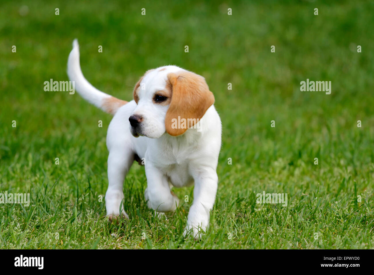 Cute beagle puppy running on the grass. Stock Photo