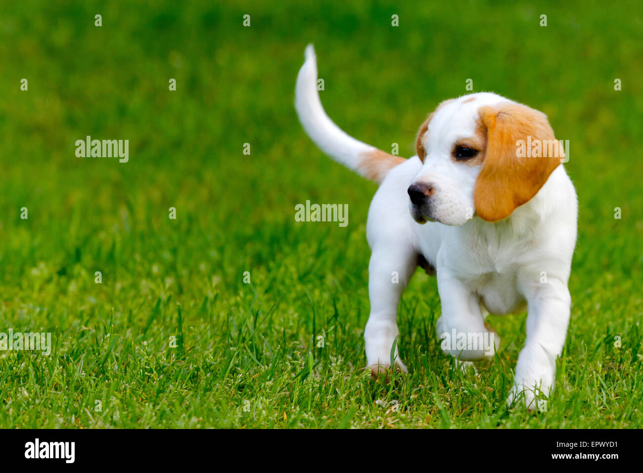 Cute beagle puppy running on the grass. Stock Photo