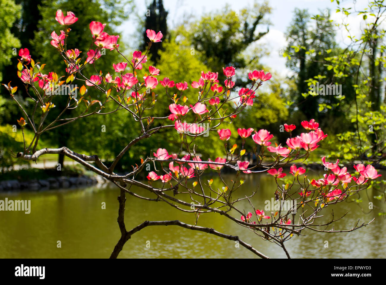 Beautiful pink flowers of the blooming spring tree. Stock Photo