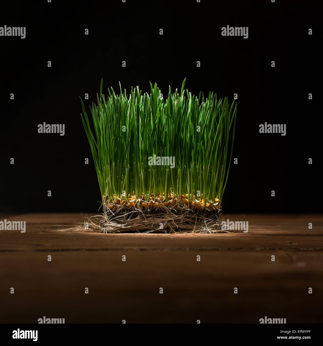 Wheat grass Stock Photo