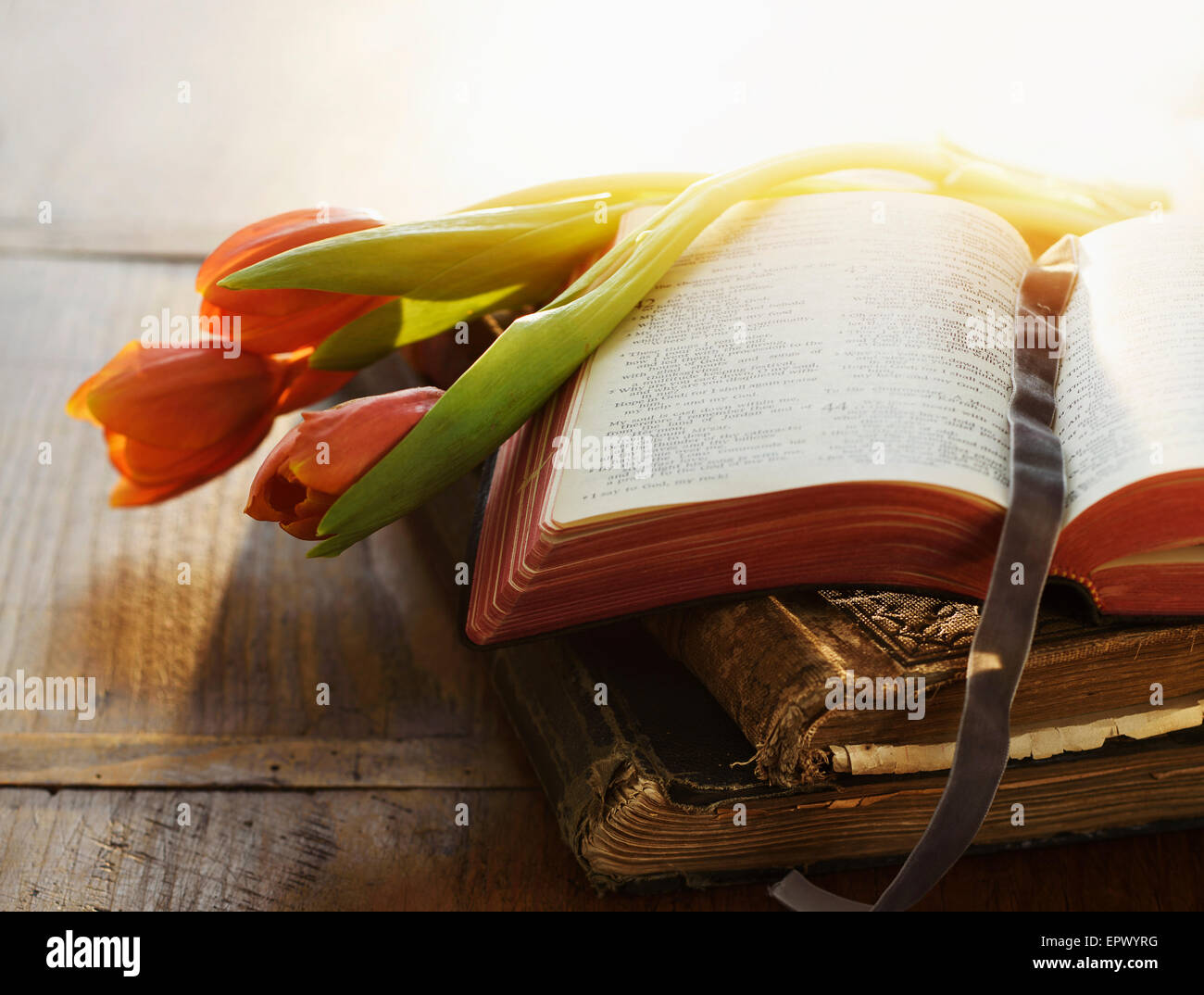 Close up of Bible and tulips in sunlight Stock Photo Alamy