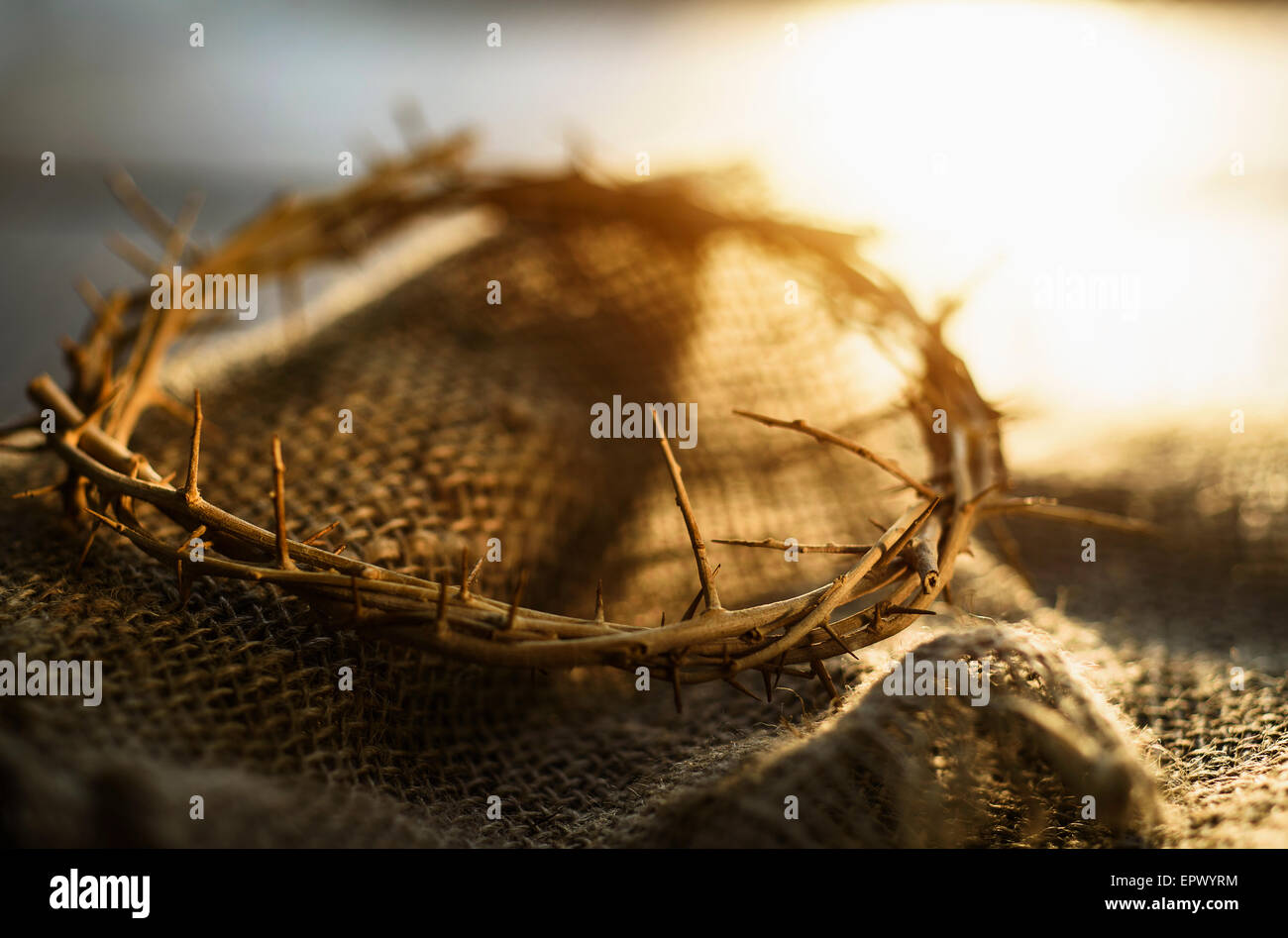 Close up of crown of thorns Stock Photo