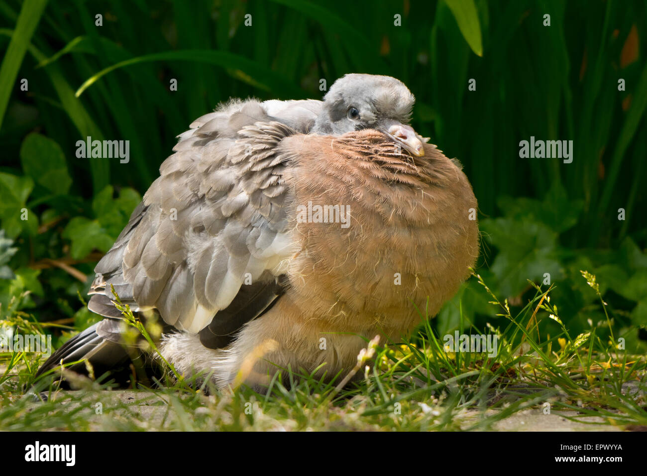 young fledgling common wood pigeon Columba palumbus Stock Photo