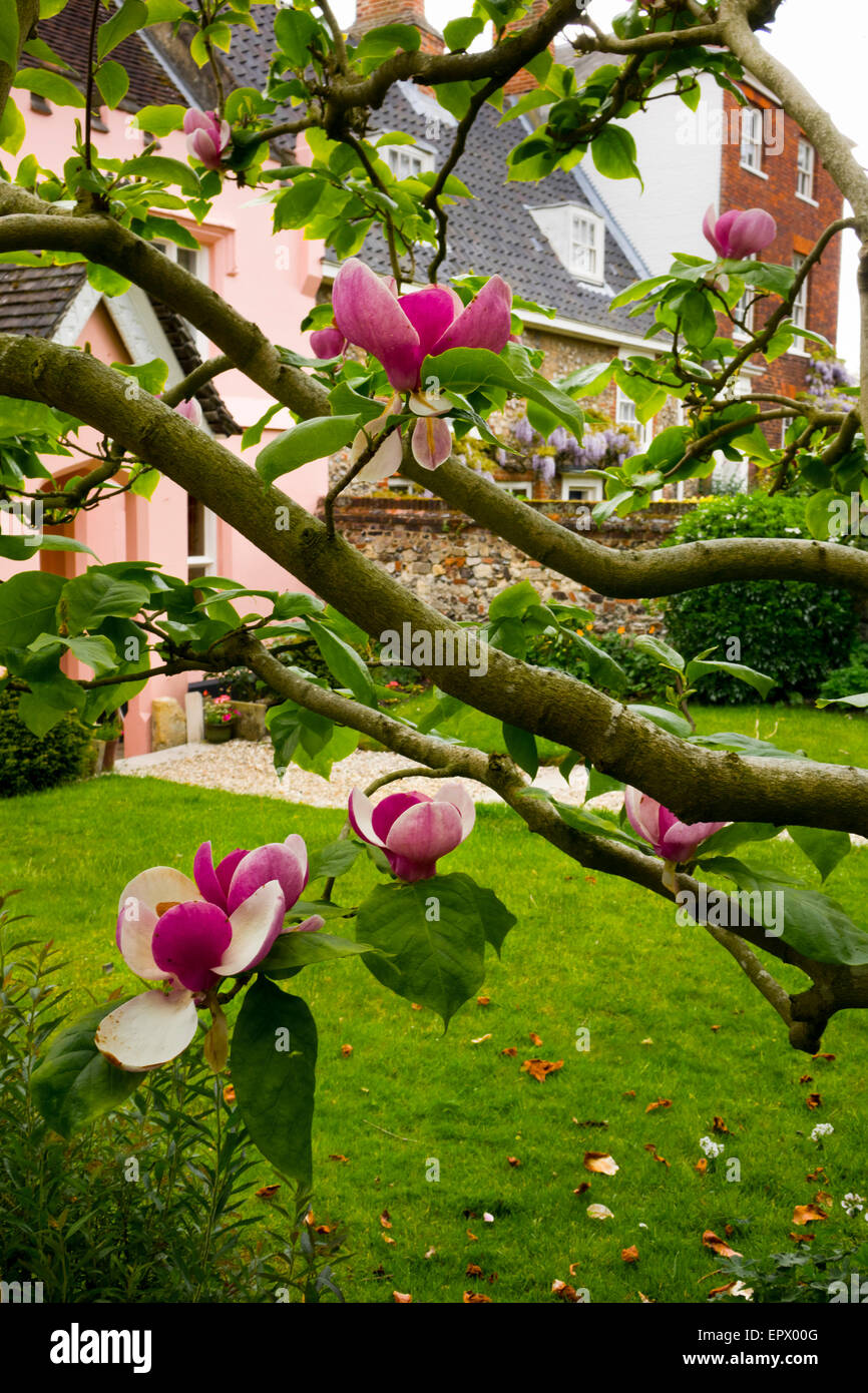 Pink Magnolia Flower blossom on tree Stock Photo - Alamy