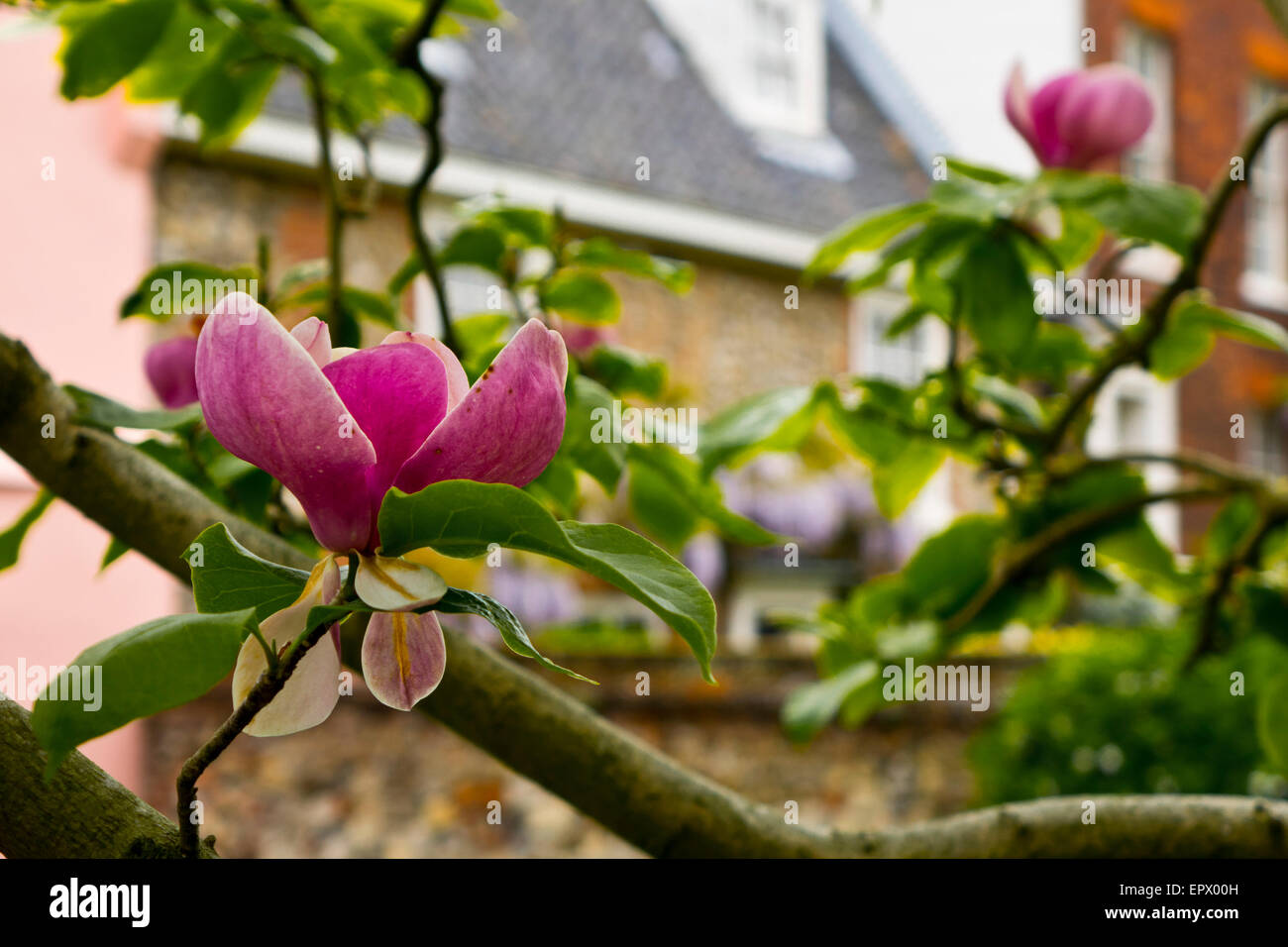 Pink Magnolia Flower blossom on tree Stock Photo - Alamy