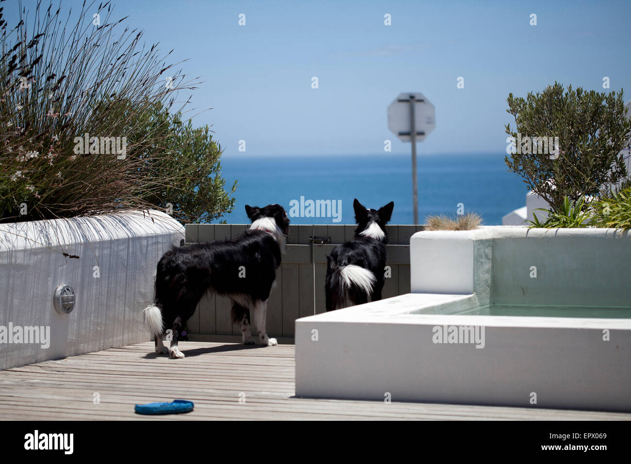 Two black and white border collies looking over wooden gate towards sea from South African beach house Stock Photo