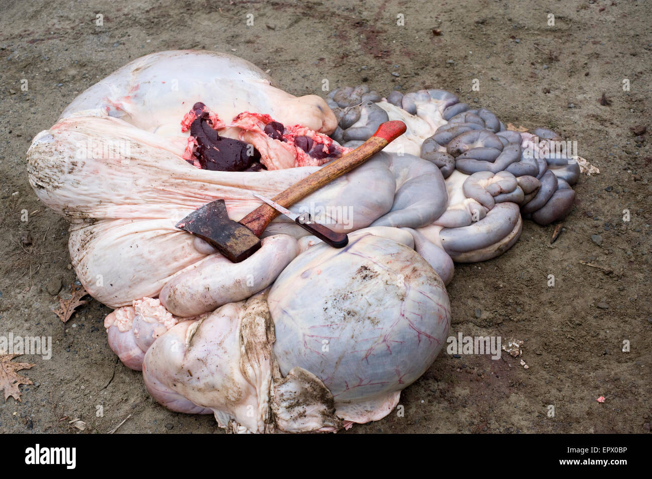 Entrails of recently processed Scotttish Highland Beef cattle Stock Photo