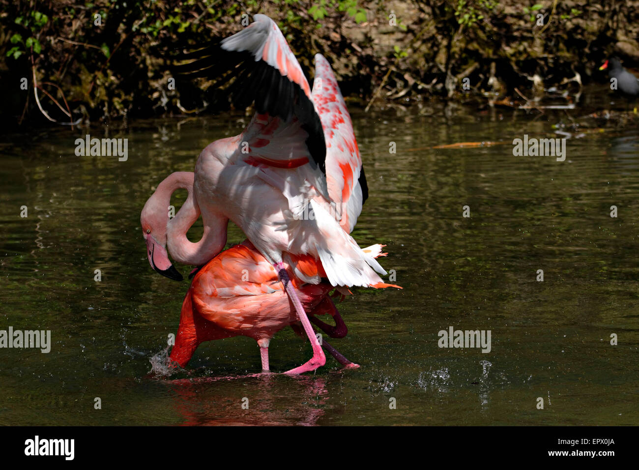 Pink Flamingos Mating Stock Photos & Pink Flamingos Mating Stock ...