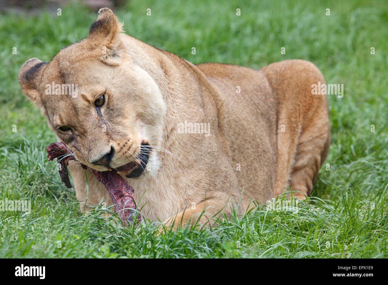 A landscape view of an African Lioness eating meal Stock Photo